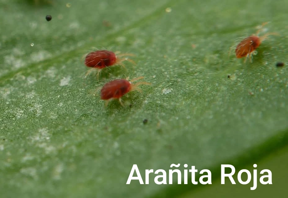 Arañita Roja