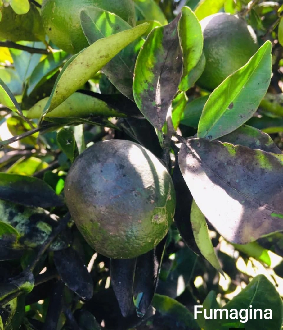 Fumagina en Citricos