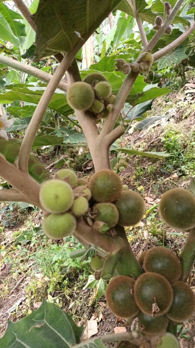Ácaros en Lulo