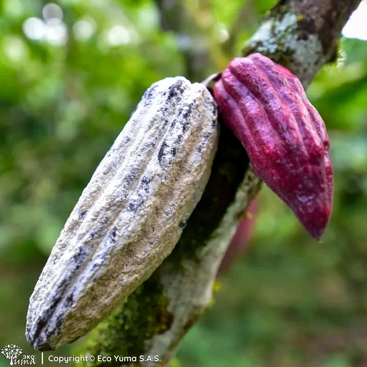 Moniliasis en Cacao