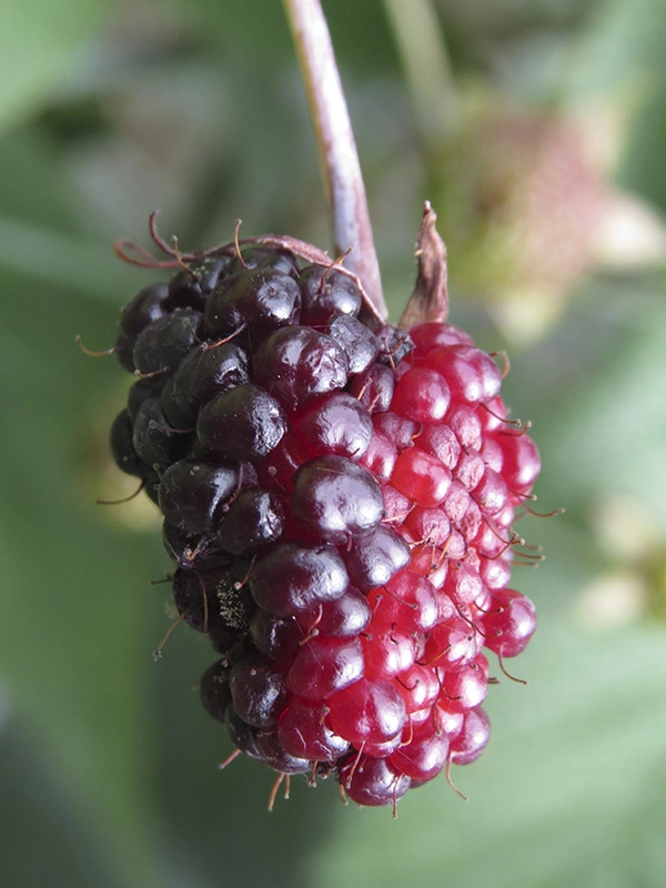 Crespera de la Mora