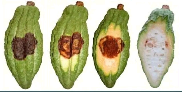 Antracnosis en Cacao