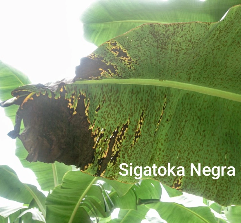 Sigatoka en Musaseas