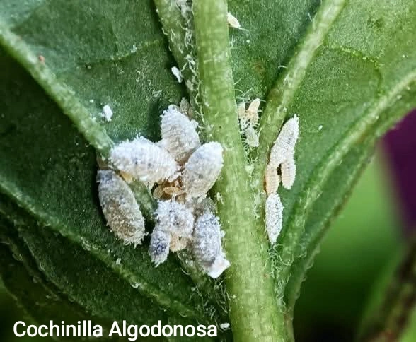 Cochinilla Algodonosa